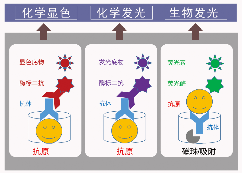 化学显色,化学发光,生物发光的比较:荧光酶和荧光素结合发光实验:服务